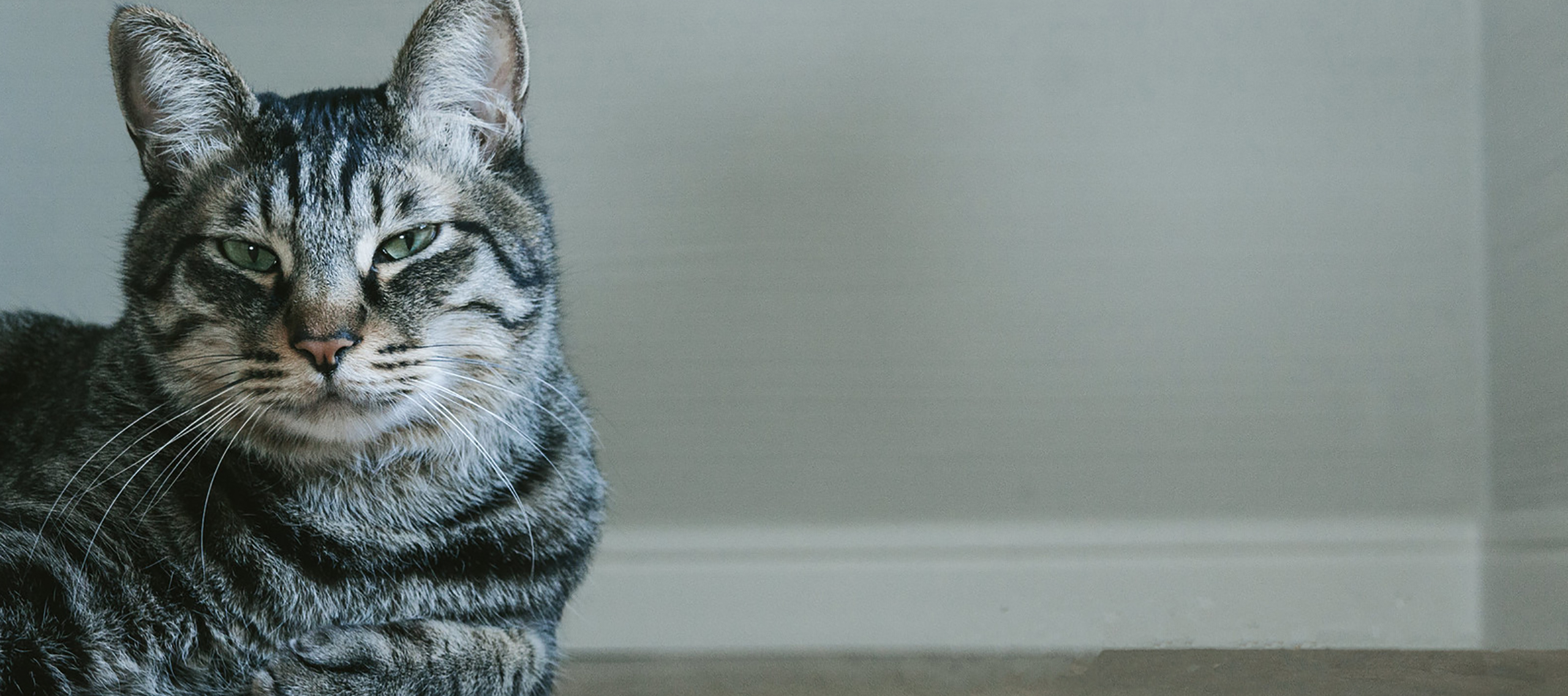 猫でもわかる光回線時代のプロバイダー選び